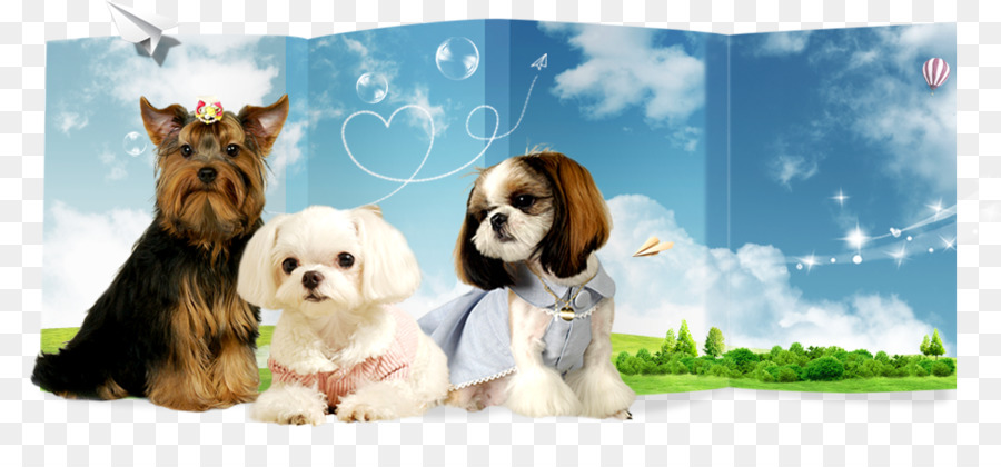 Cavaquón，Shih Tzu PNG