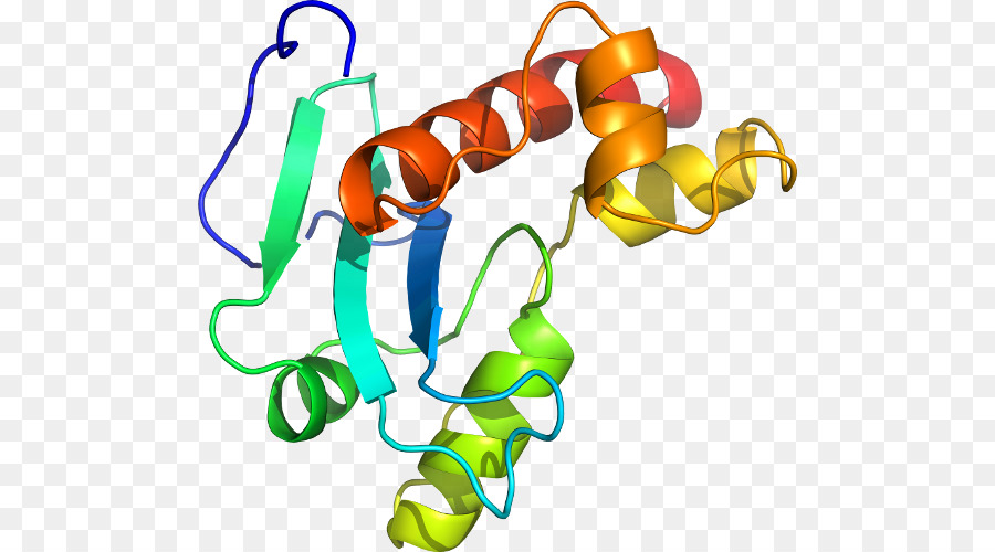 Estructura De La Proteína，Molécula PNG