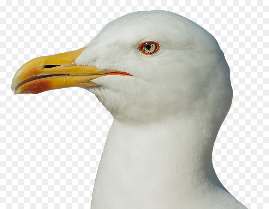 Gaviota De Arenque Europeo，Gaviotas PNG