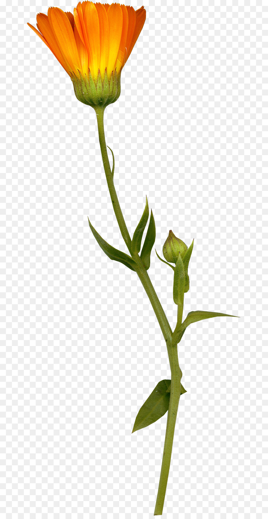 Flores Amarillas，Tallos PNG