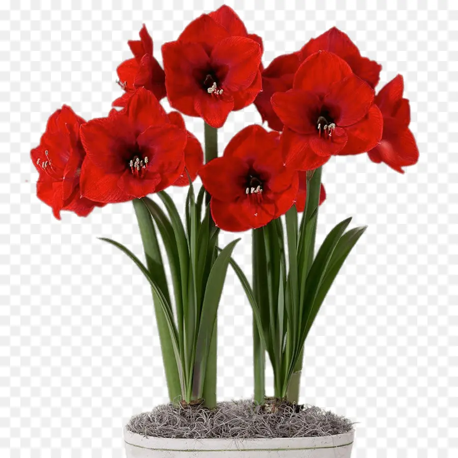 Flores Rojas，Florecer PNG