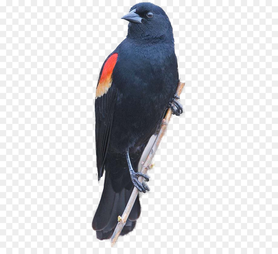 Aves，Redwinged Blackbird PNG