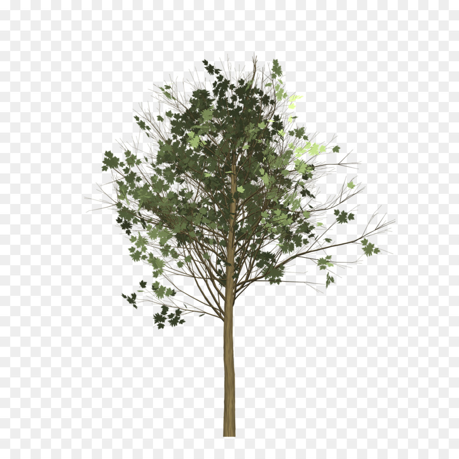 El Orgullo De La India，Árbol PNG