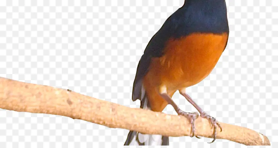 Pájaro，Alondra PNG