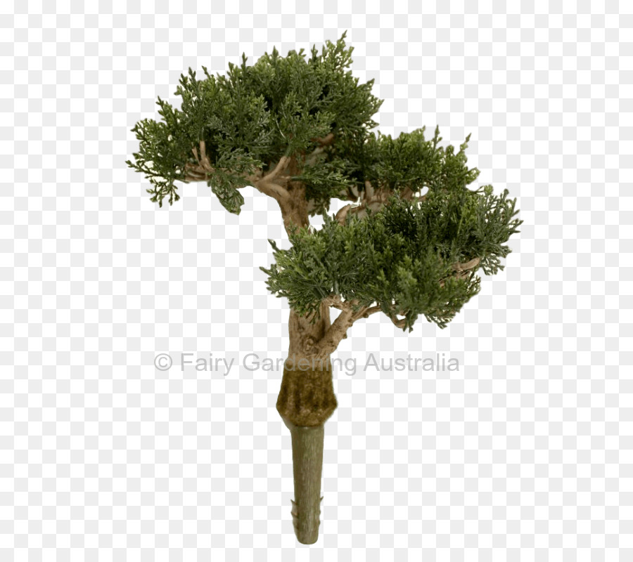 Árbol Bonsái，Miniatura PNG