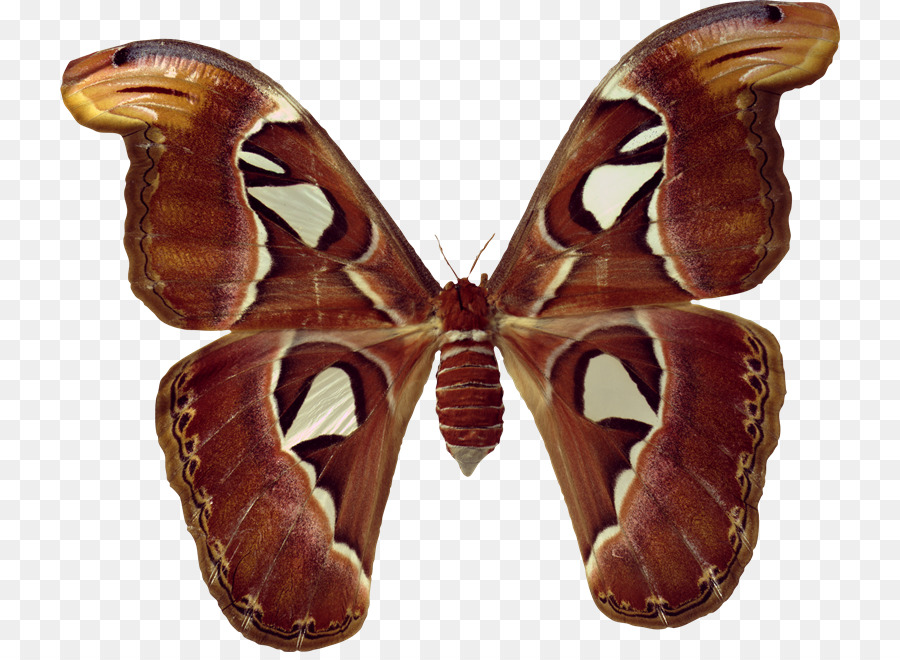 Mariposa，La Polilla PNG