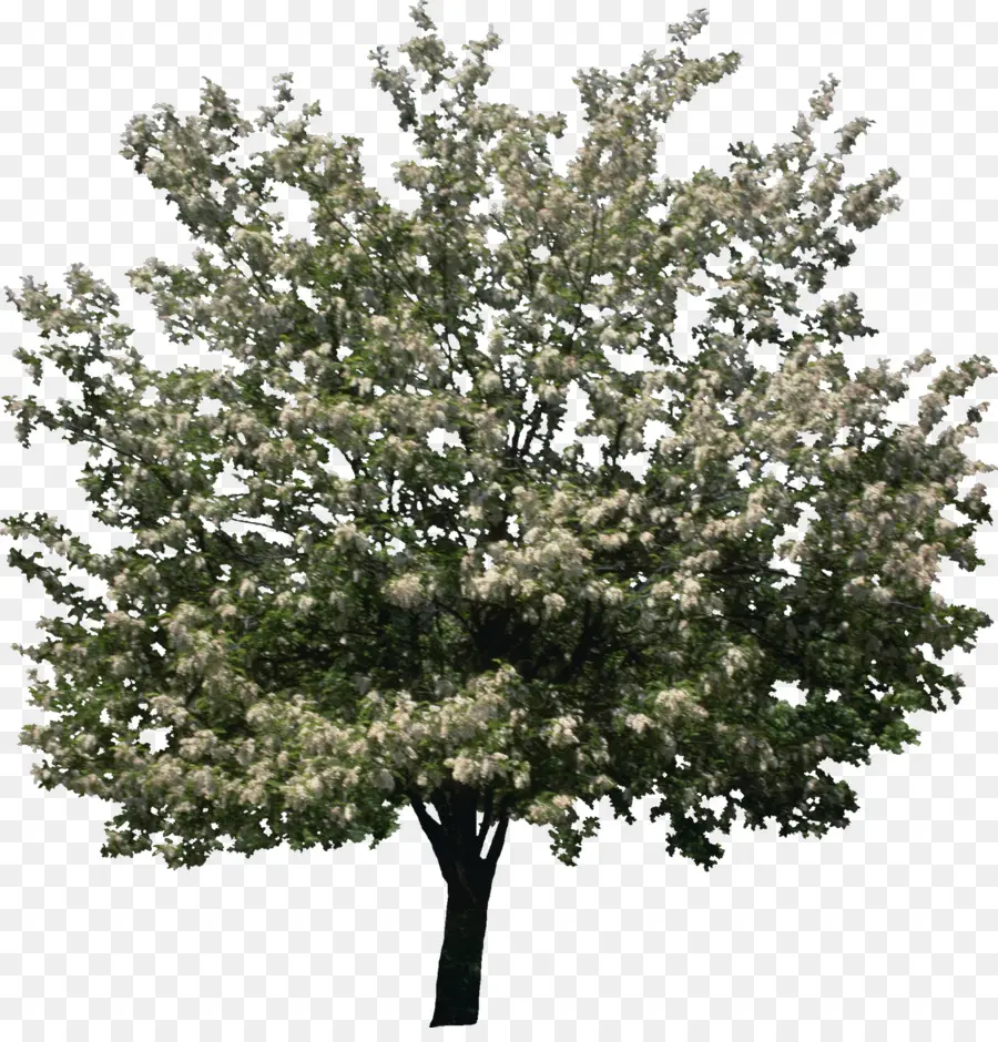 árbol Verde，Naturaleza PNG