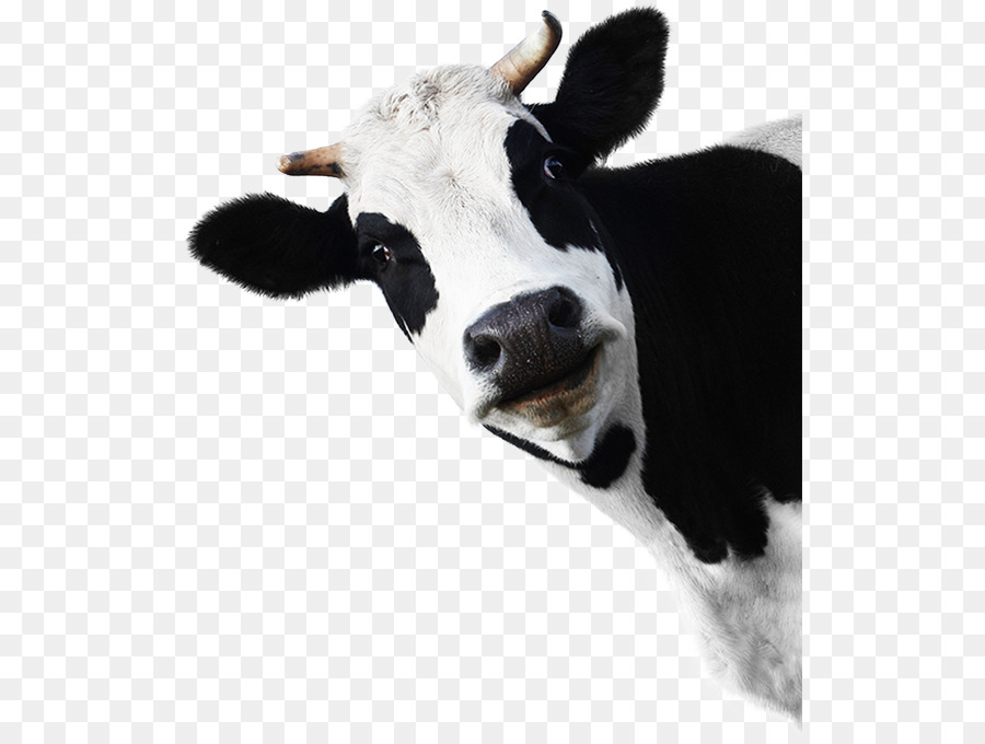 Ganado Vacuno，Ganado Frisio De Holstein PNG