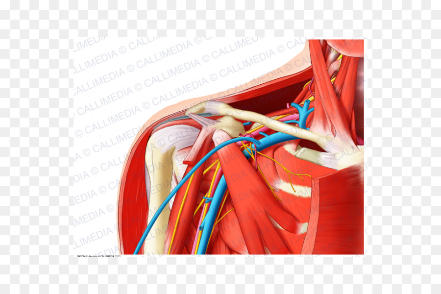 La Fosa Supraclavicular，Supraclavicular Los Ganglios Linfáticos PNG