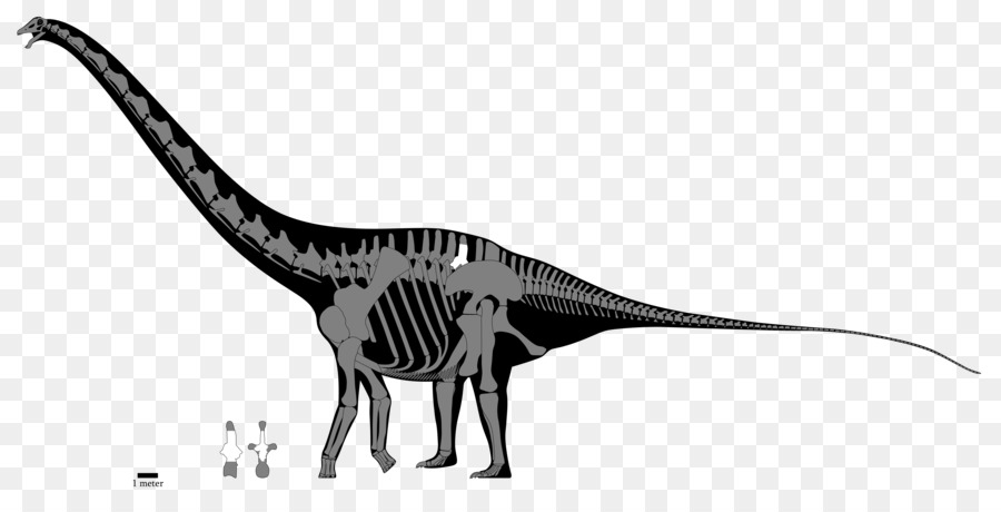 Apatosaurio，Diplodocus PNG