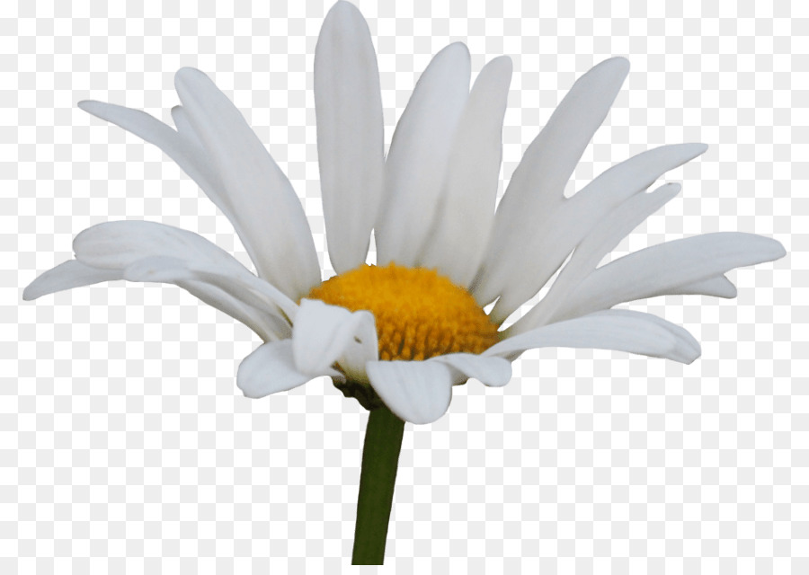 Flores Blancas，Florecer PNG