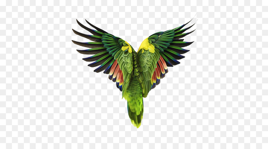 Pájaro，Loro PNG