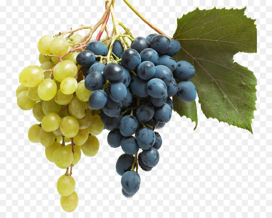 Uvas Negras，Enredadera PNG