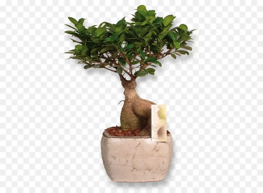 Árbol Bonsái，Árbol PNG