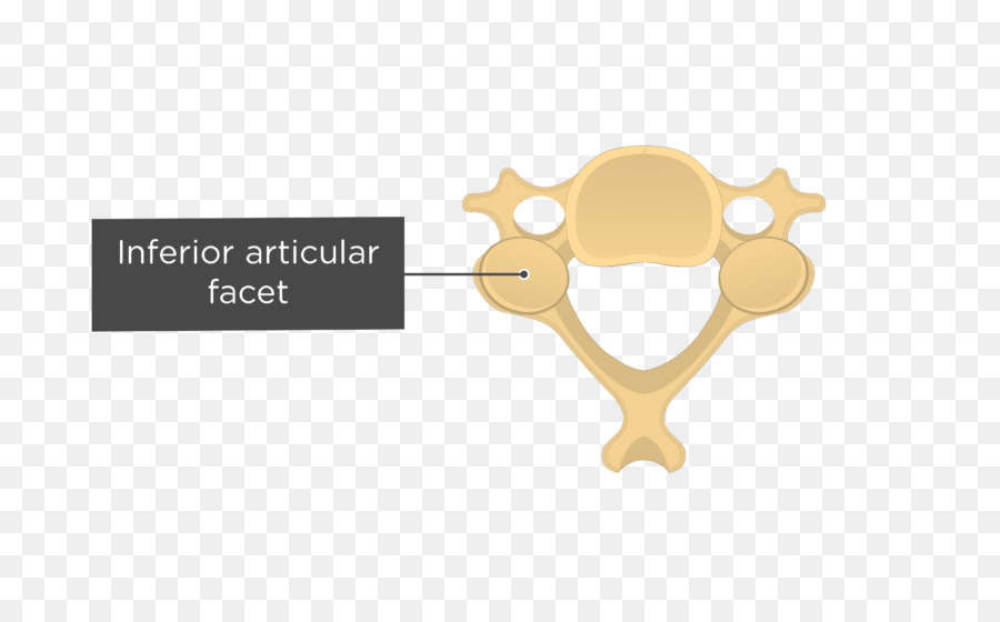 Procesos Articulares，La Columna Vertebral PNG