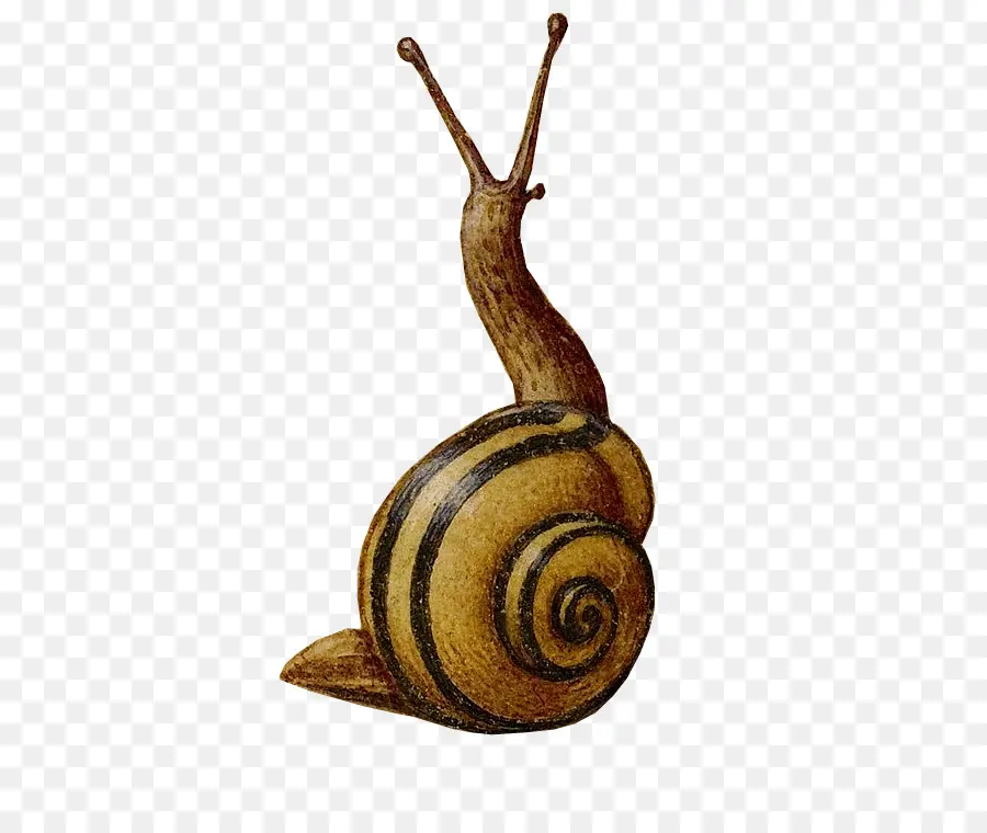 Caracol，Caparazón PNG