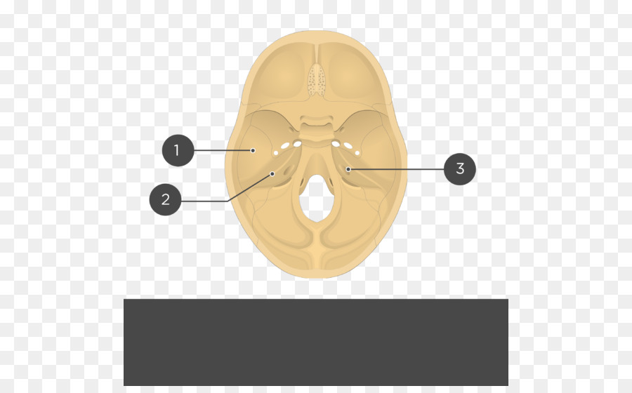 Diagrama De La Base Del Cráneo，Médico PNG