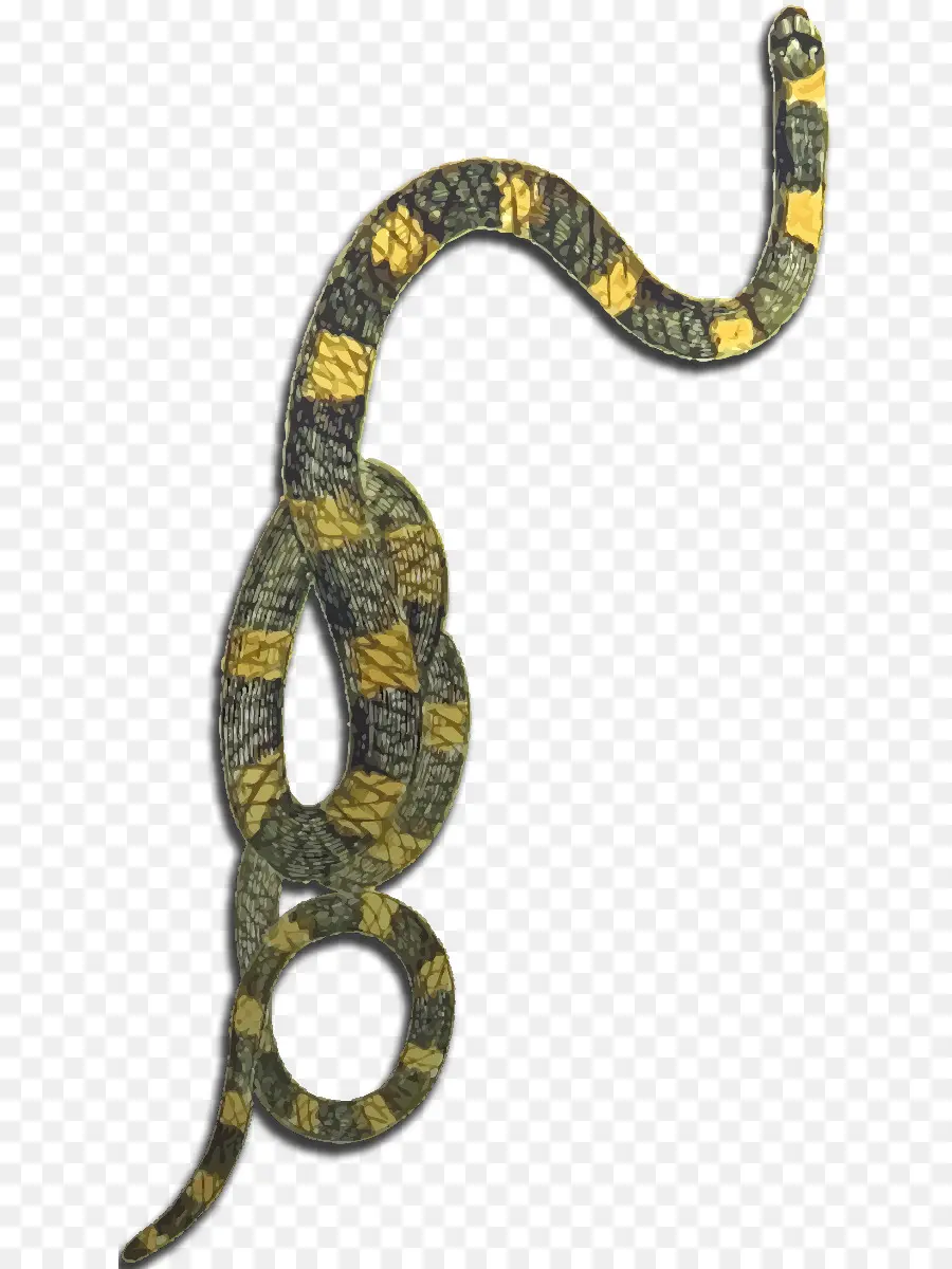 Boa Constrictor，Serpiente PNG