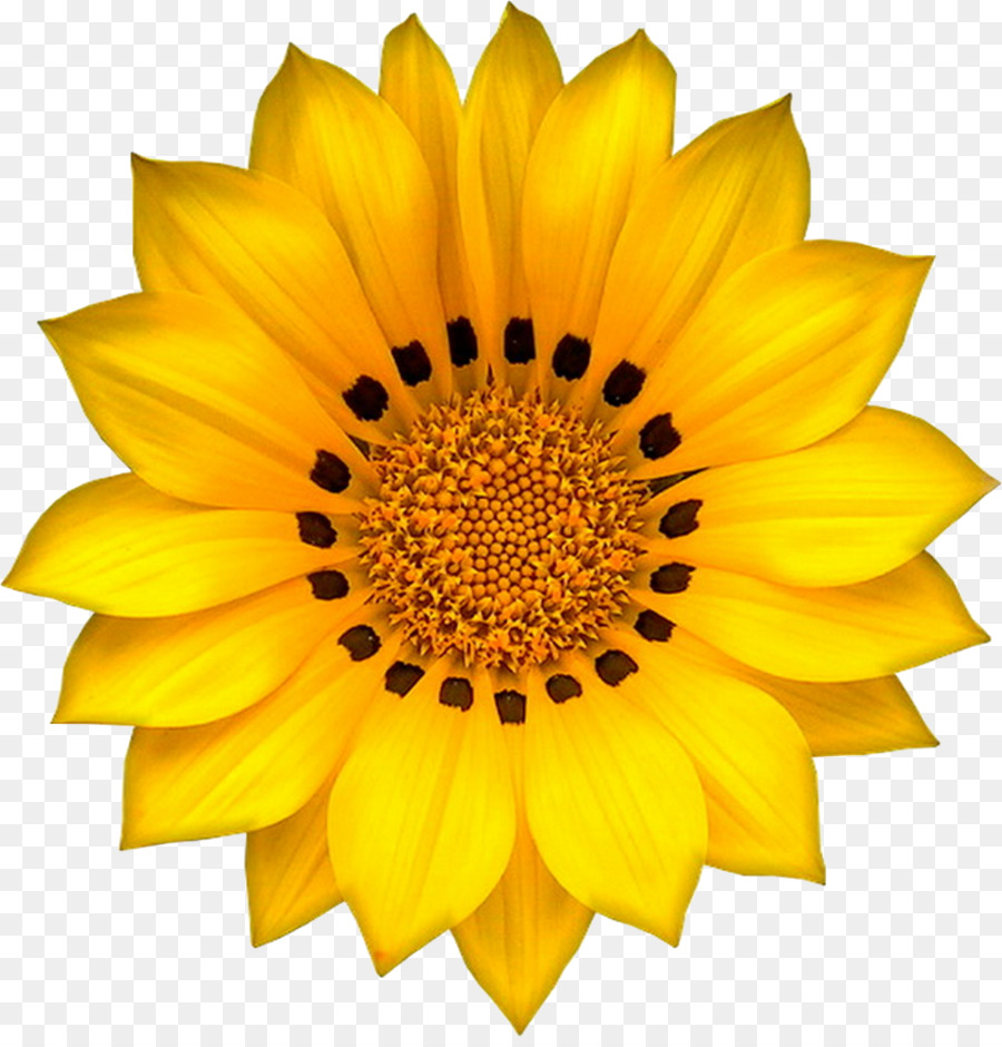 Girasol，Amarillo PNG