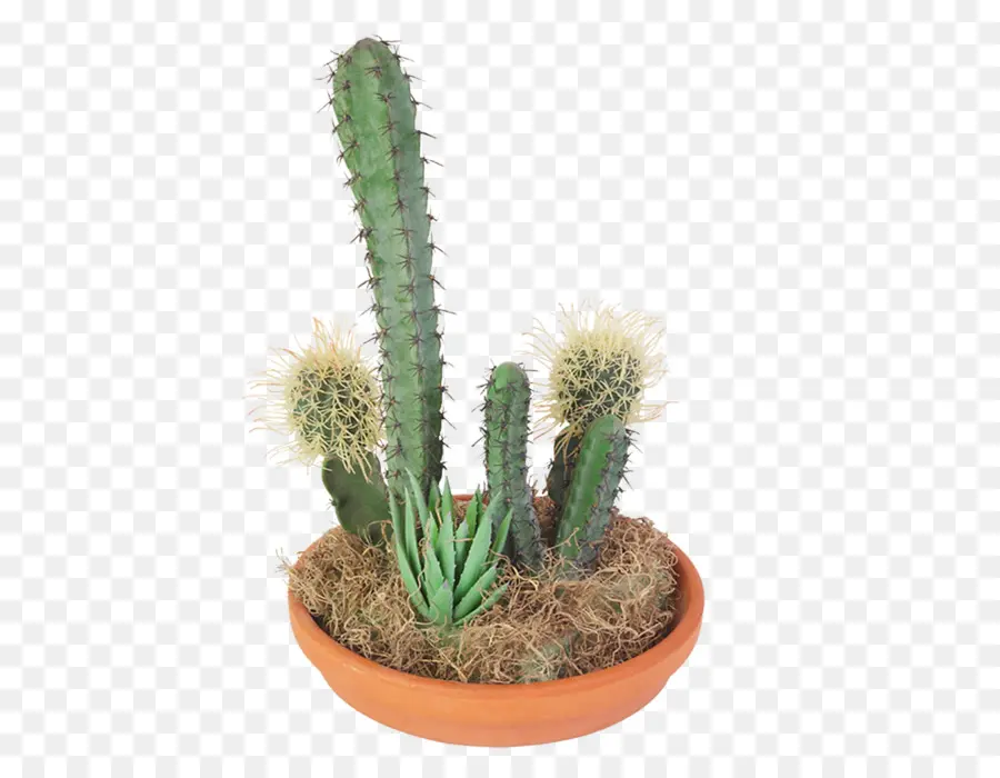 Cactus San Pedro，Triángulo De Cactus PNG