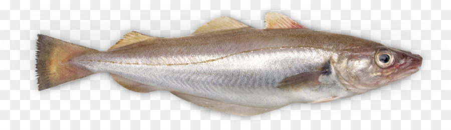 Sopa De Pescado，Pescadilla PNG