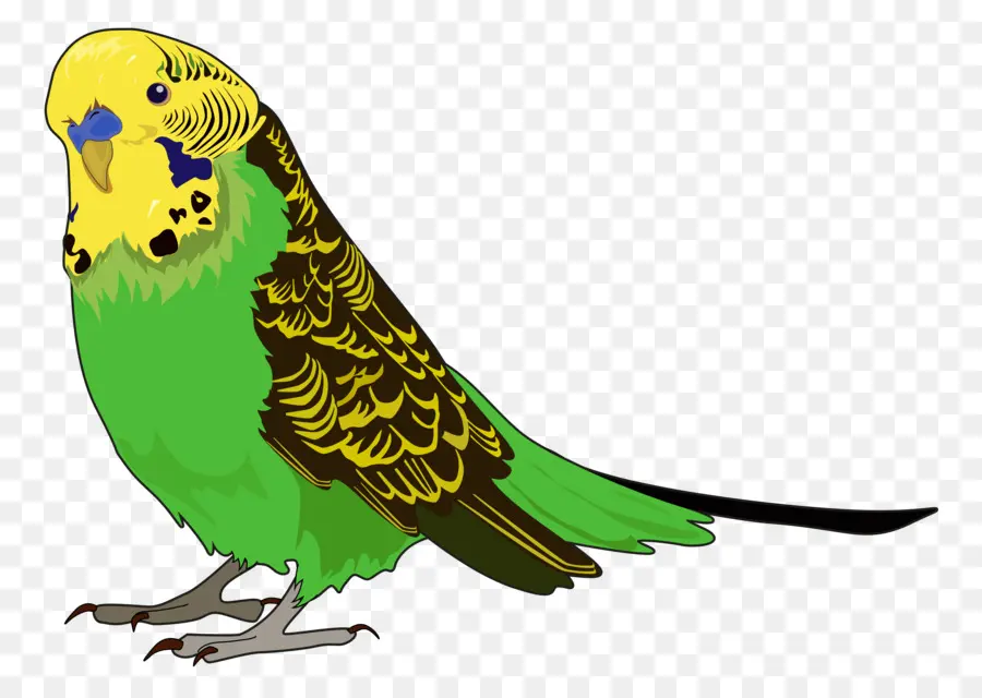 Periquito，Loro PNG