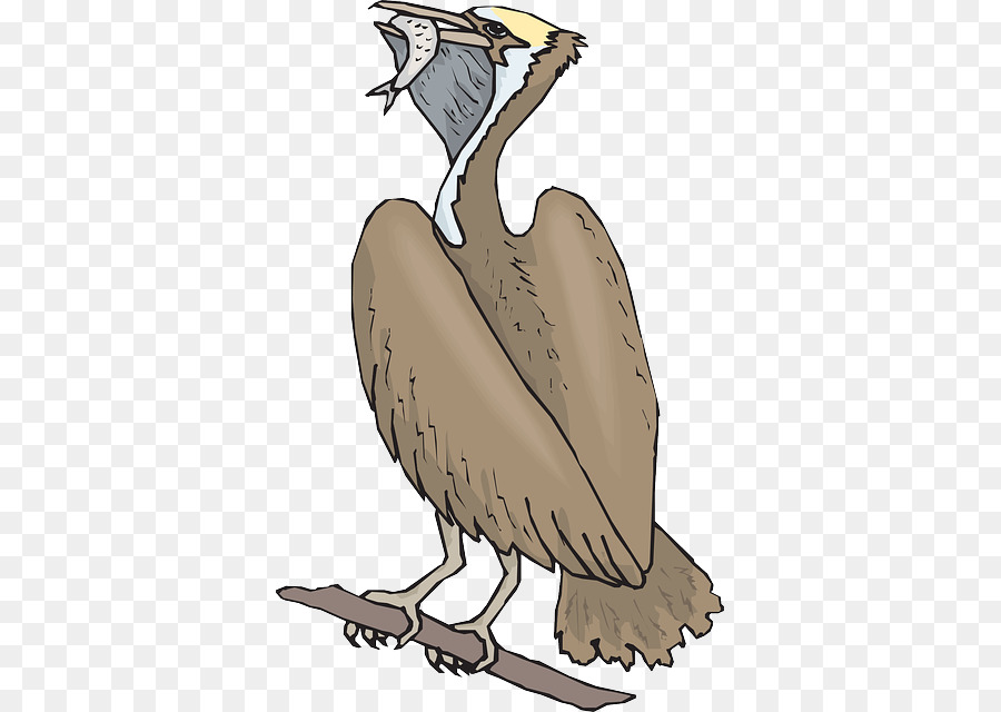 Pájaro，Pelícano PNG