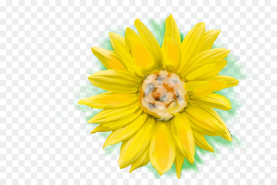 Girasol M，De Cerca PNG