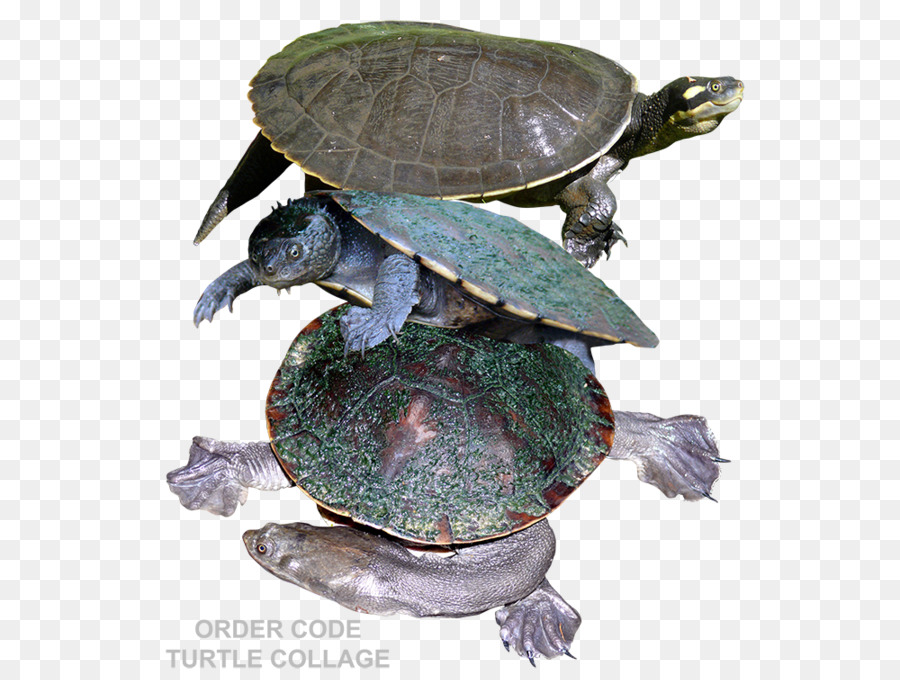 Tortugas De Estanque，Tortuga PNG