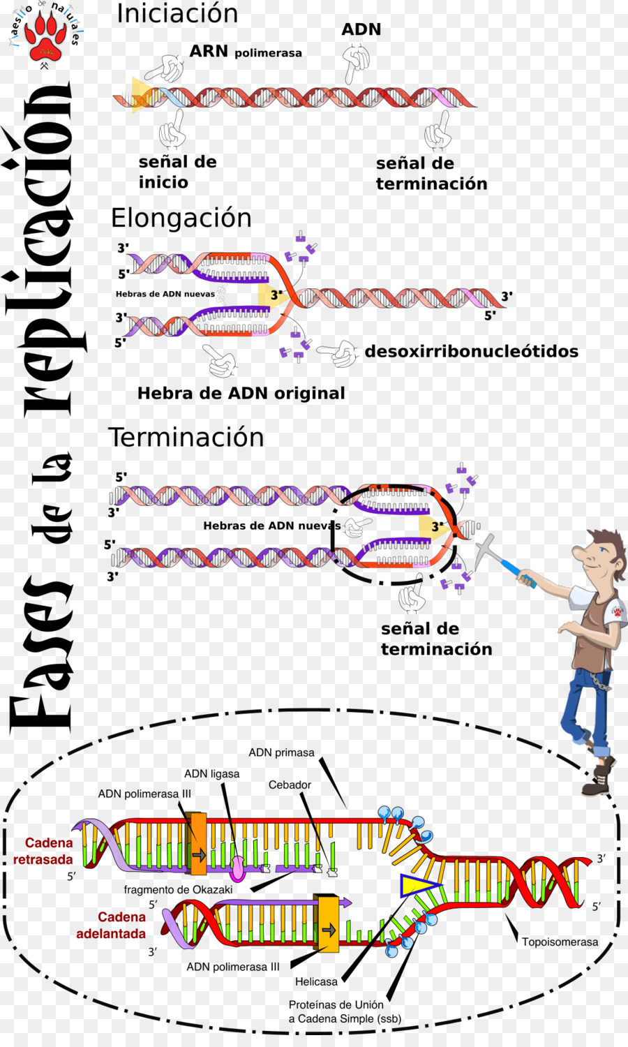 La Replicación Del Adn，Adn PNG