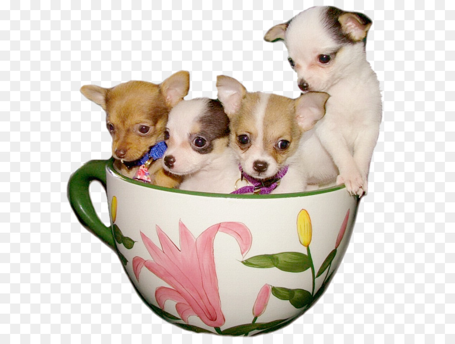 Chihuahua，Cachorro PNG