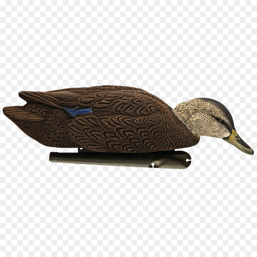 Pato Real，Pato PNG