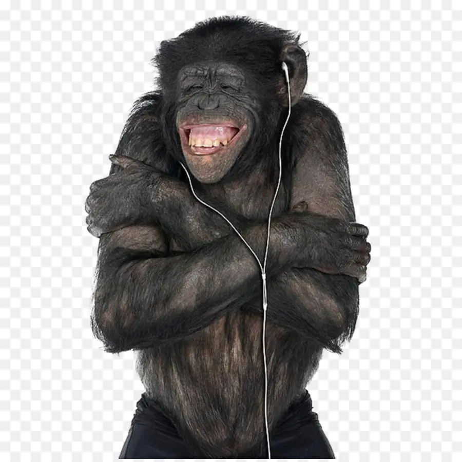 Chimpancé，Auriculares PNG