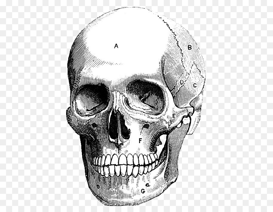 Cráneo，Grabado PNG