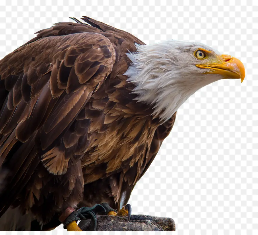 Águila Calva，águila De Cola Blanca PNG