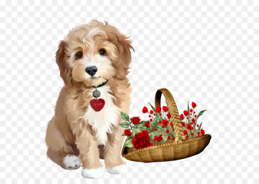 Cachorro，Shih Tzu PNG