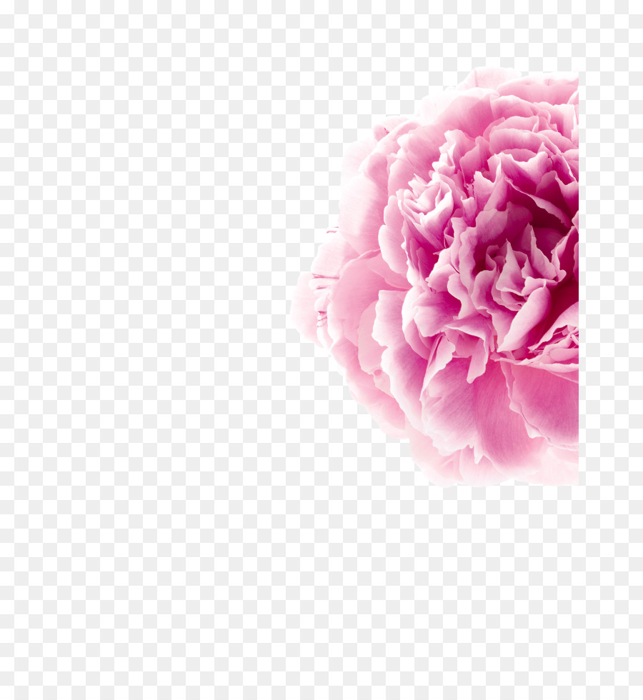 Flor Rosa，Flor PNG