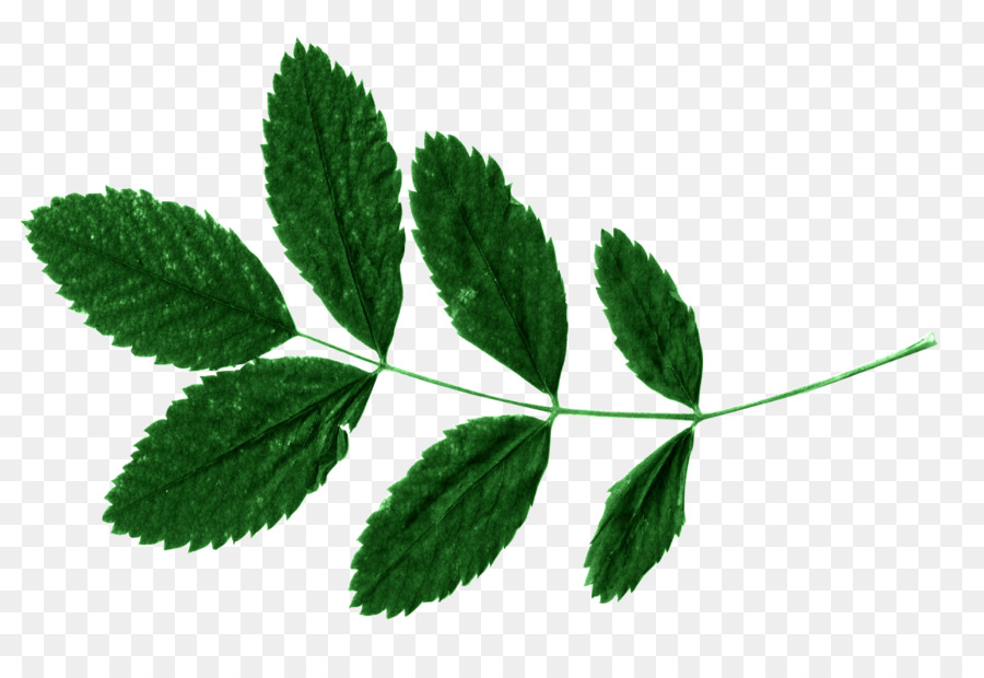 Hoja，Verde PNG