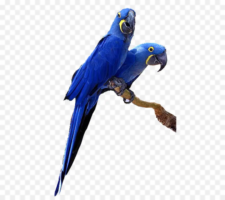 Periquito，Guacamayo PNG