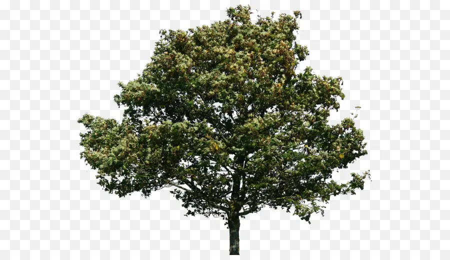 Árbol，Quercus Suber PNG