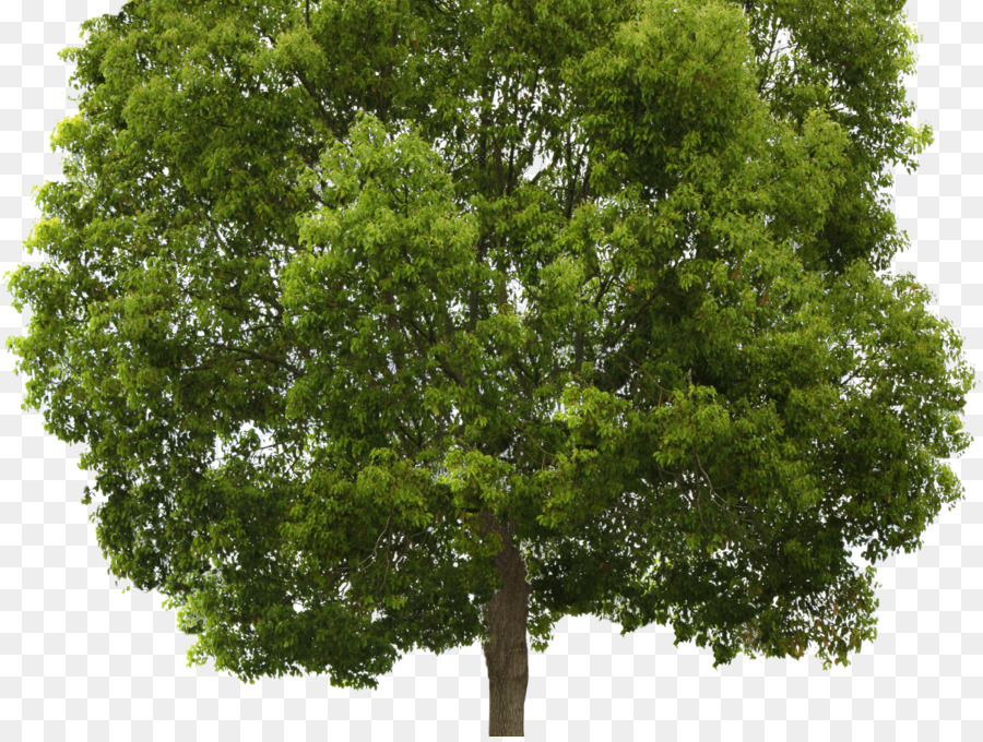 árbol，Populus Nigra PNG