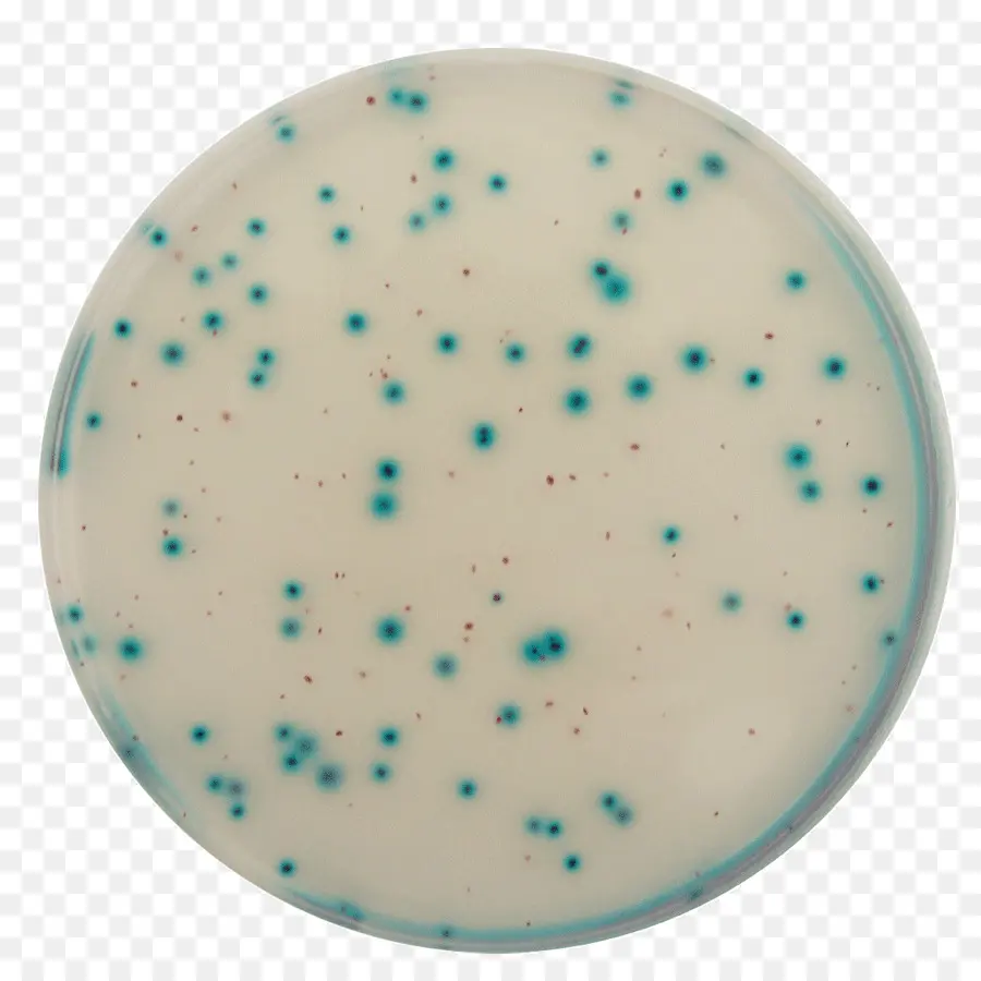 E. Coli，Bacteria Coliforme PNG