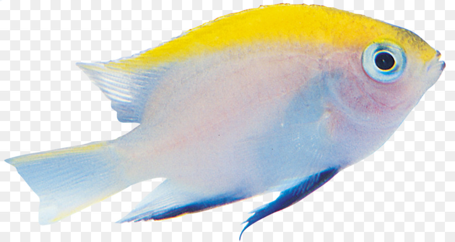 Pescado Amarillo Y Azul，Acuático PNG