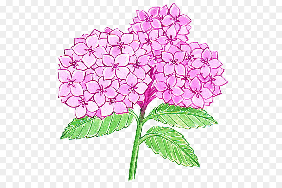 Hortensia，Flora PNG