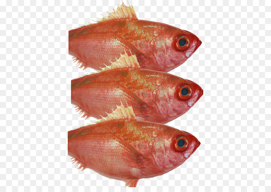 Pargo Rojo Del Norte，Productos Para Pescado PNG