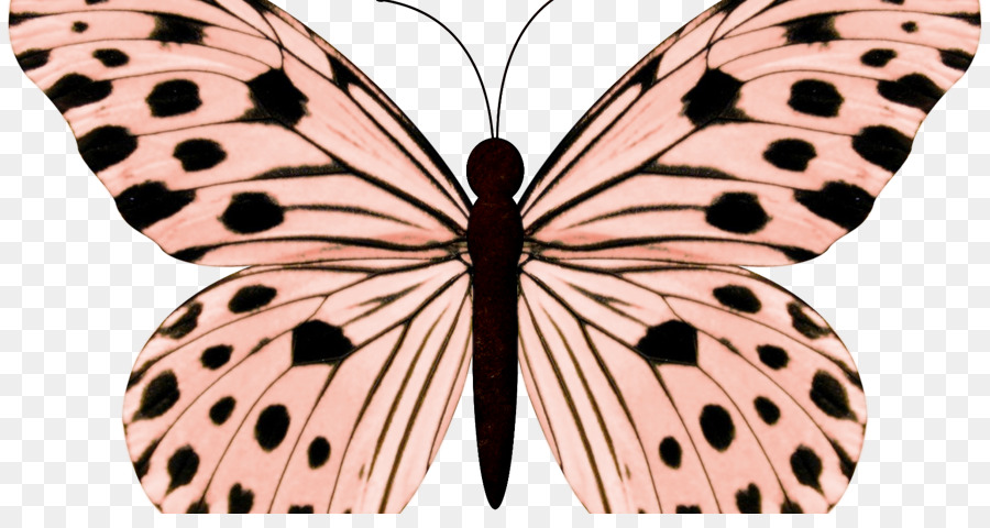 Mariposa，Mariposas Polillas PNG