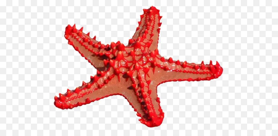 Estrella De Mar，Mar PNG