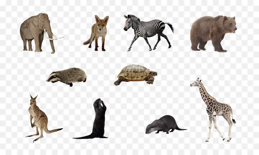 Animales，Fauna PNG