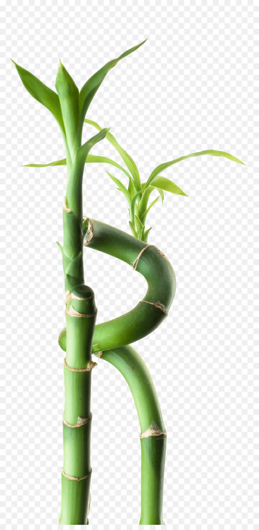 Bambú，Maceta PNG