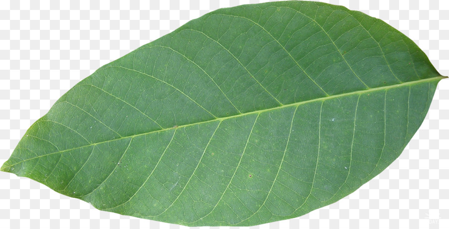 Verde，Hoja PNG